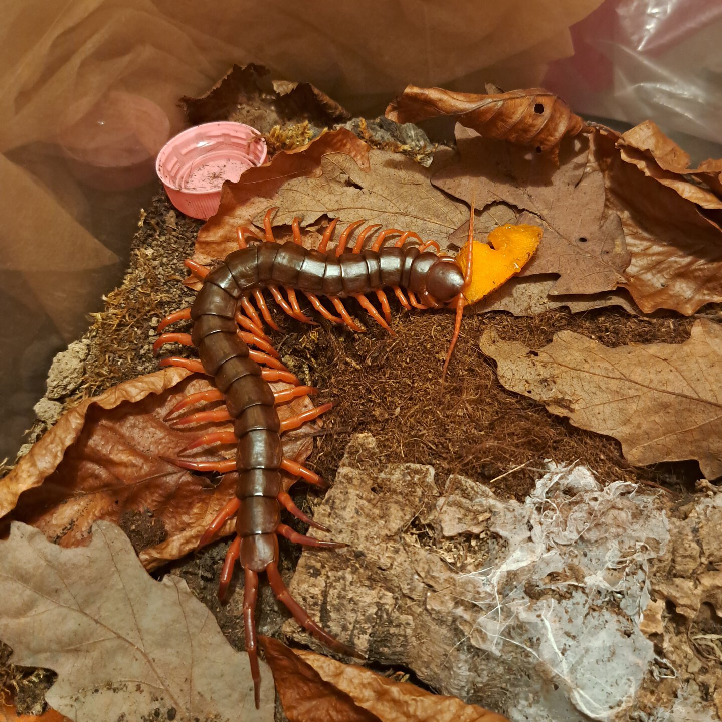 0.0.1 Scolopendra dehaani ~6"