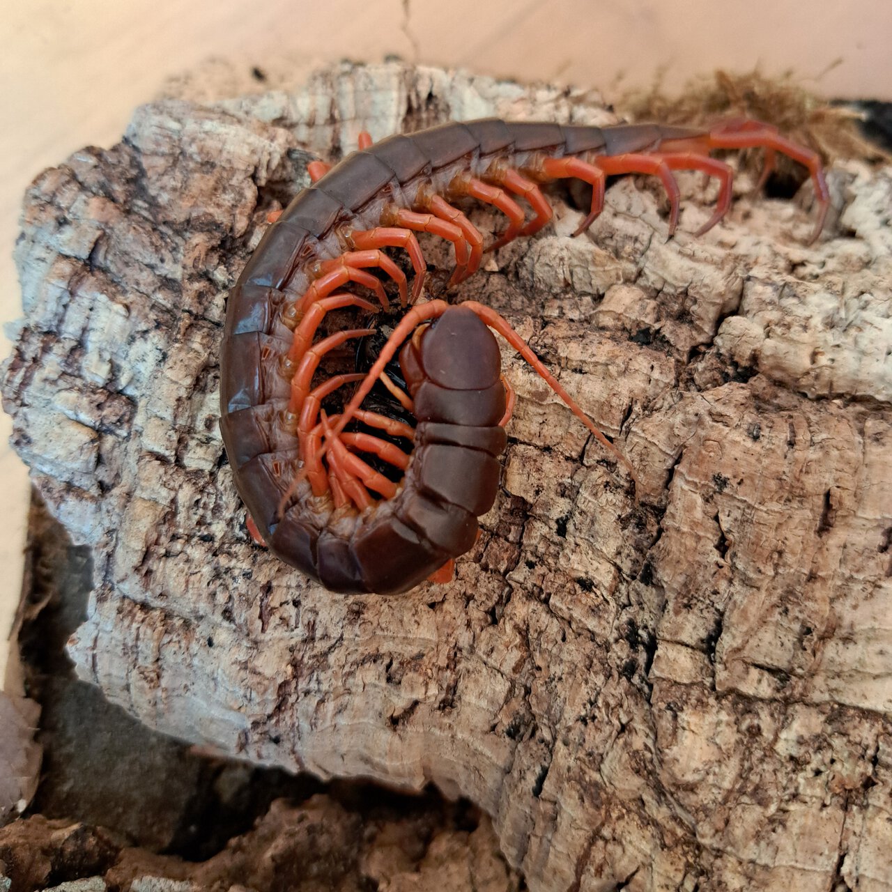 0.0.1 Scolopendra dehaani 'red'