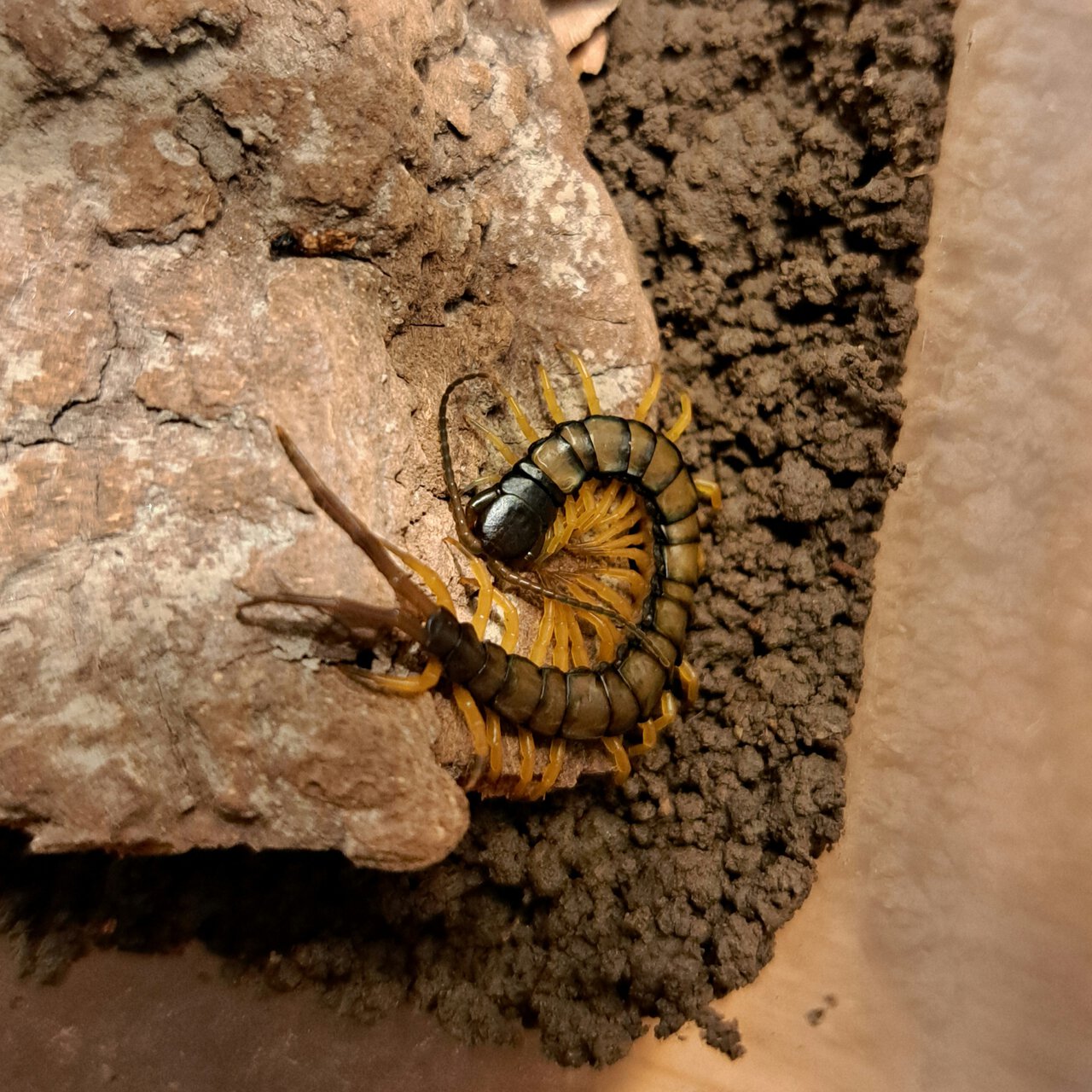 0.0.1 Scolopendra hainanum 'black'