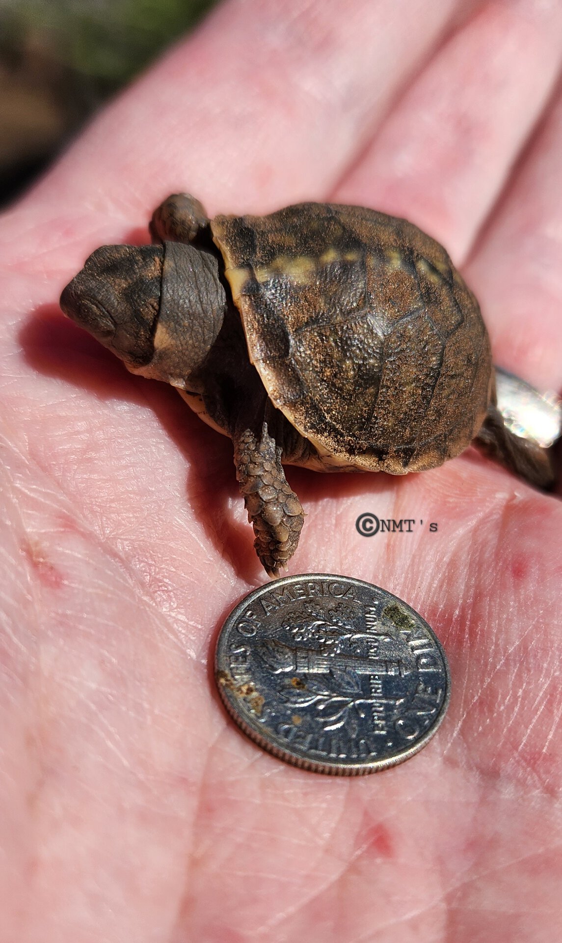 0.0.1 Terrapene ornata luteola hatchling