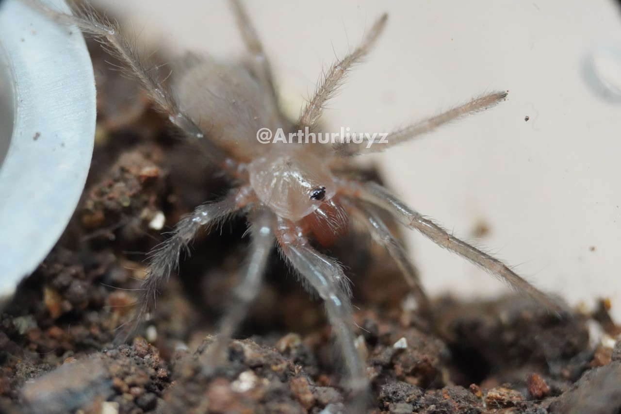 0.0.1 Theraphosinae sp. "Blue"