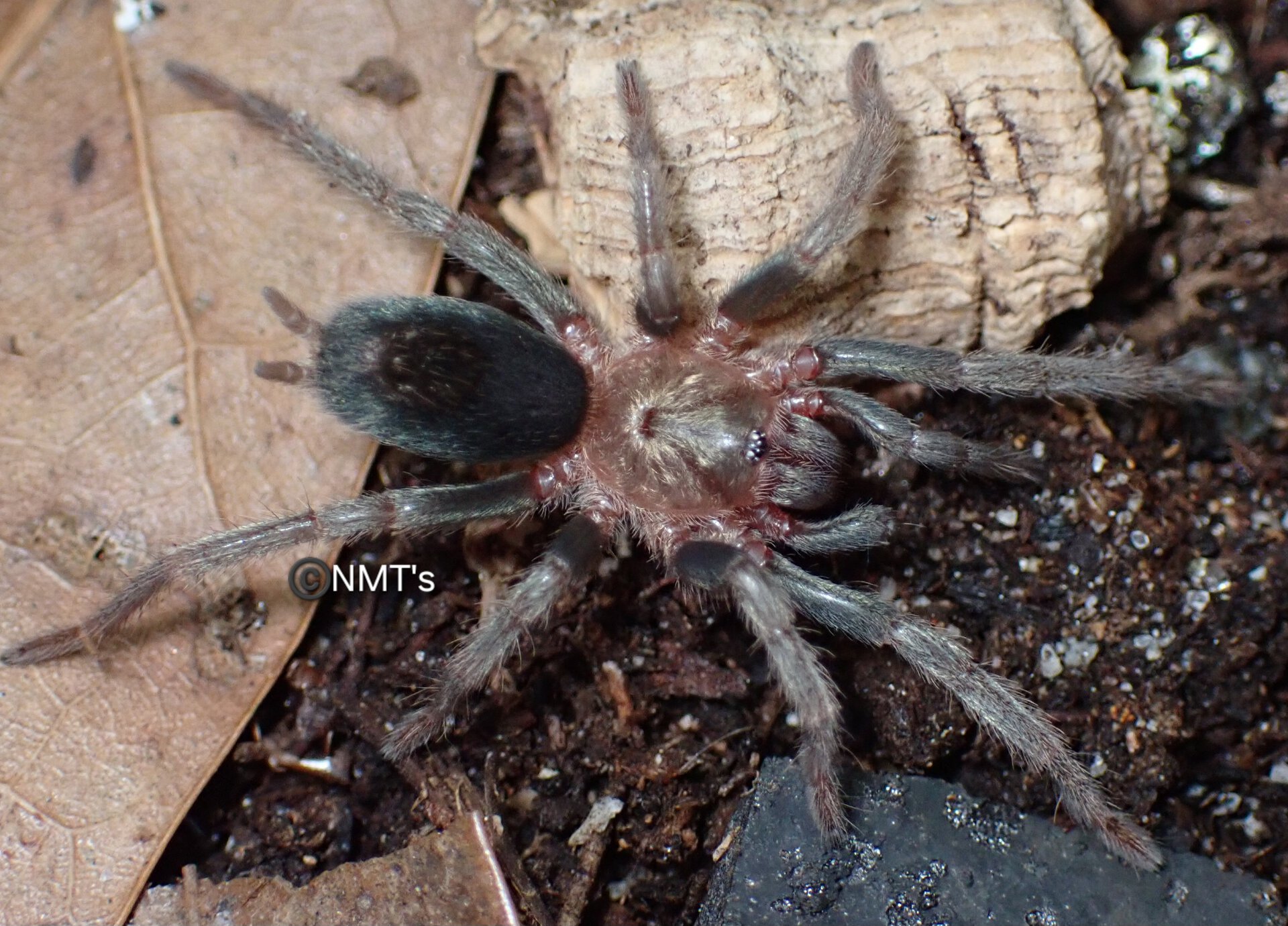 0.0.1 Theraphosinae sp. dorado - 1.375" DLS