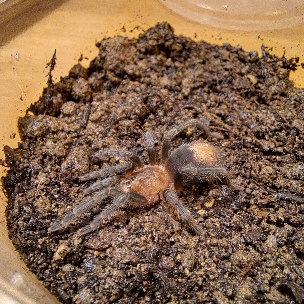 0.0.1 Thrixopelma cyaneolum ~1"+