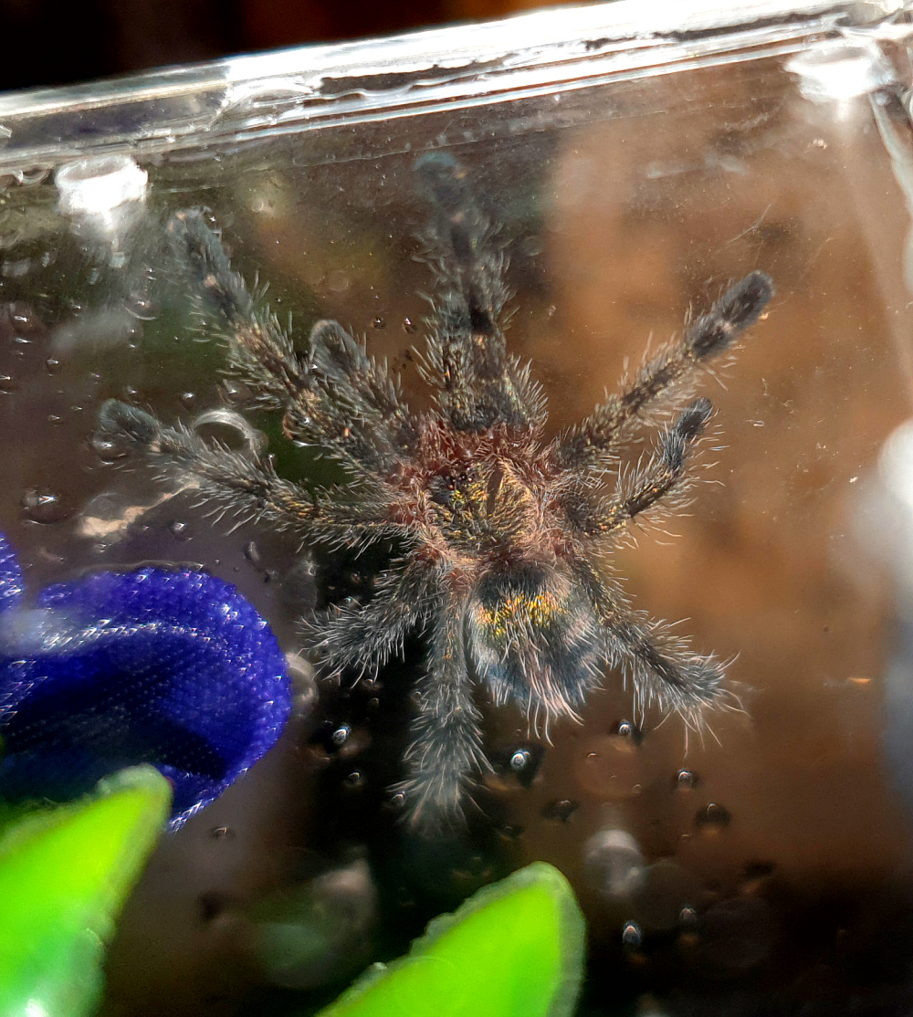 0.0.1 Y. diversipes