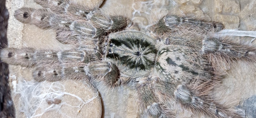 0.1. ♀️ Heteroscodra Maculata L6/L7
