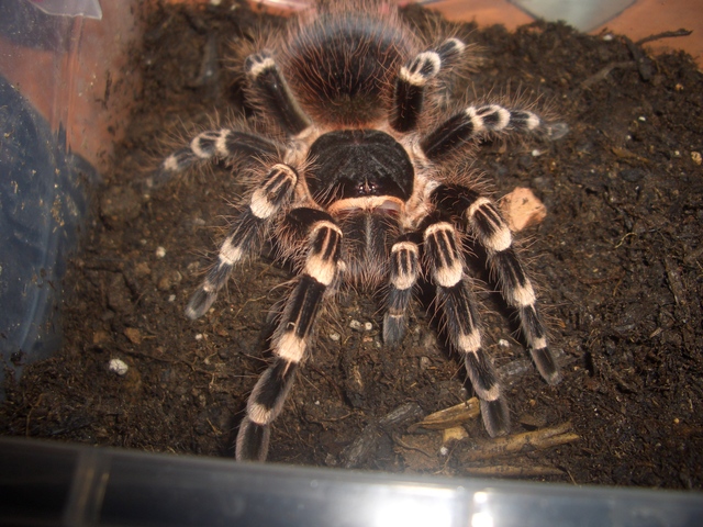 0.1.0. Acanthoscurria Geniculata