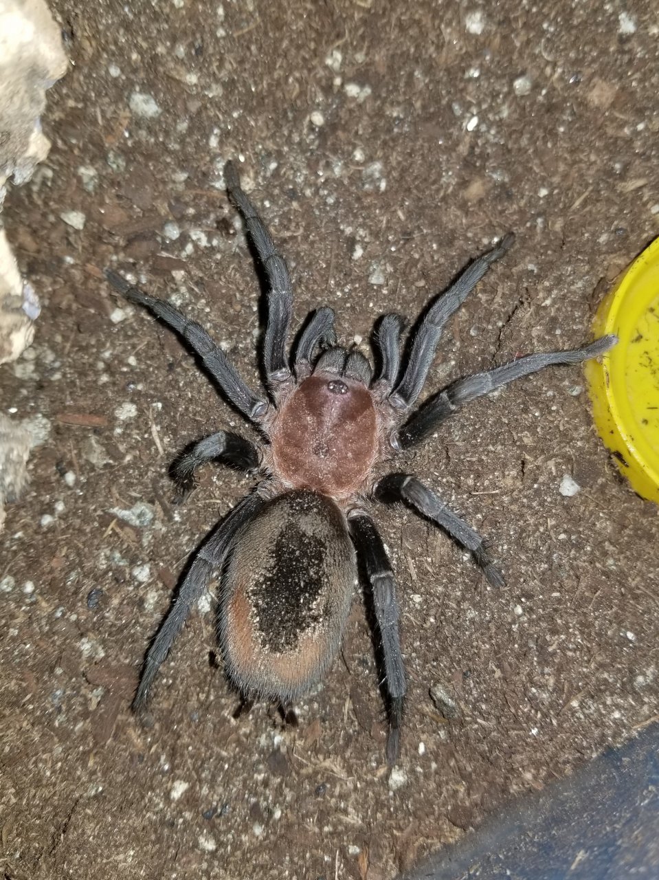 0.1.0 B. cabocla