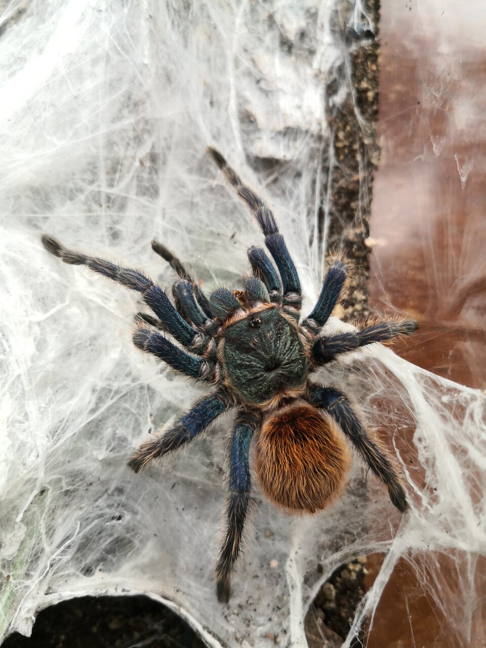 0.1.0 Chromatopelma cyaneopubescens