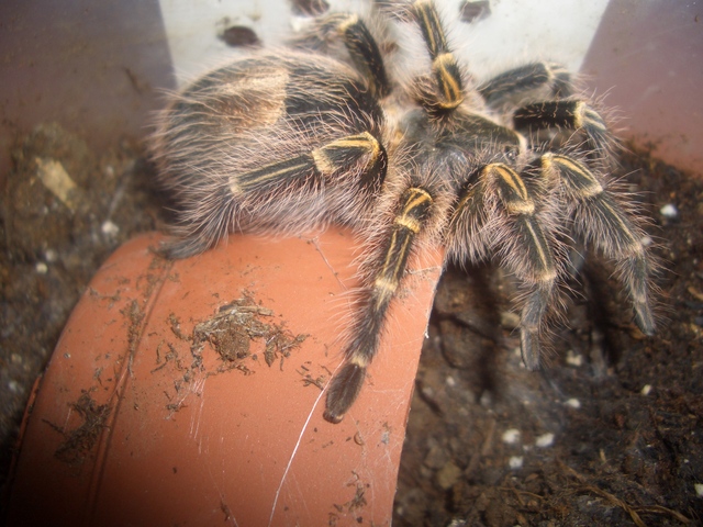 0.1.0. Grammostola Pulchripes