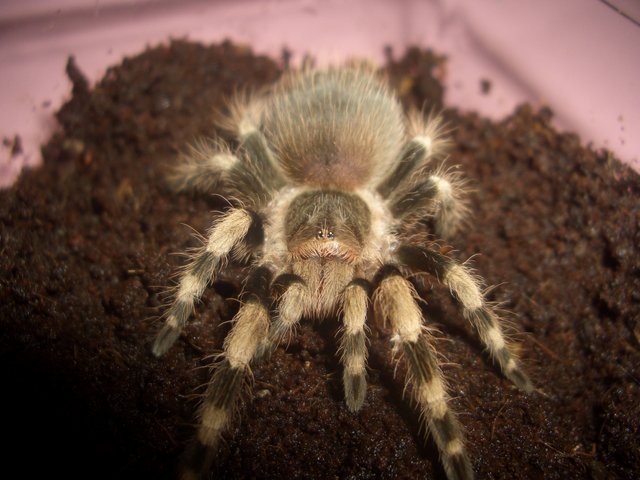 0.1.0 Nhandu Coloratovillosum