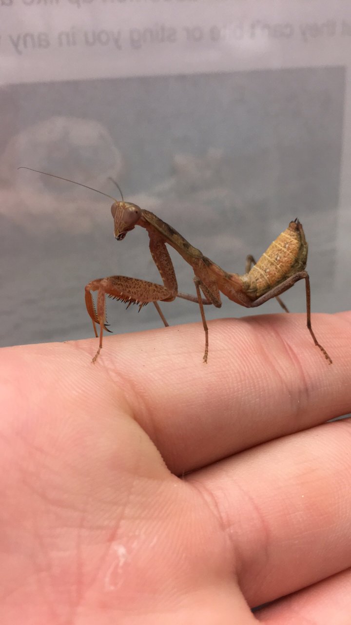 0.1.0 Sphodromantis aurea