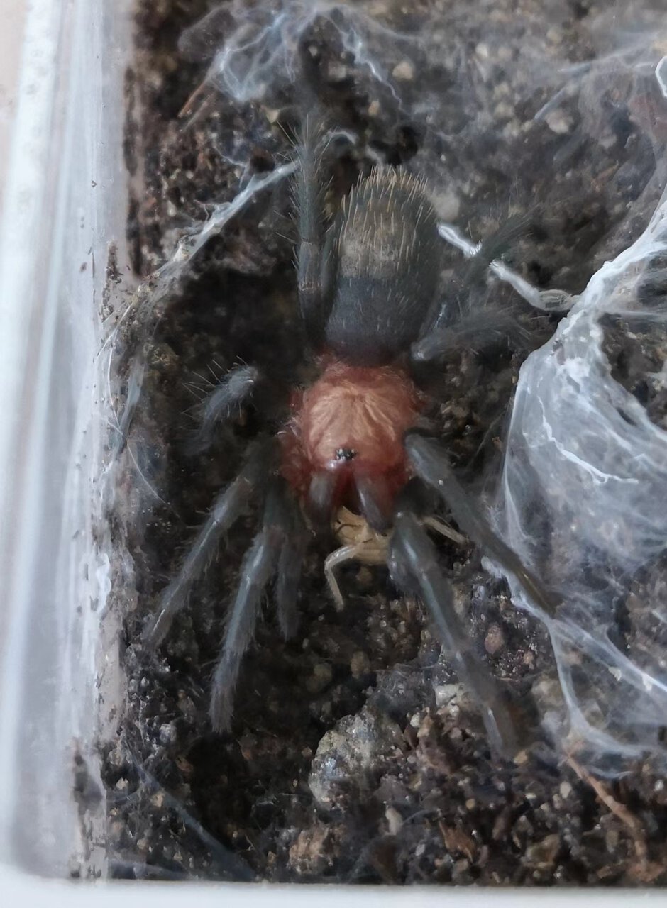 0.1.0 Theraphosinae sp. "Blue"