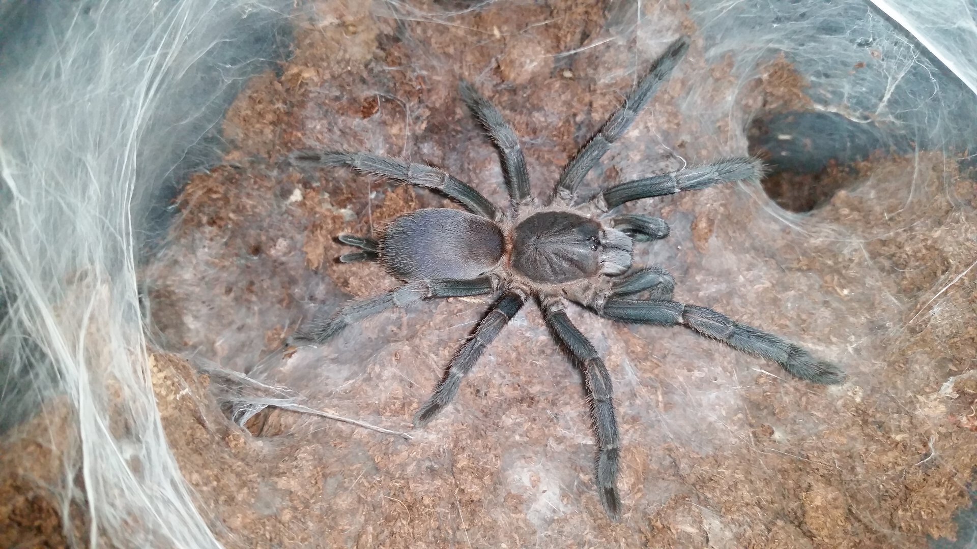 0.1 4" Phlogius Crassipes