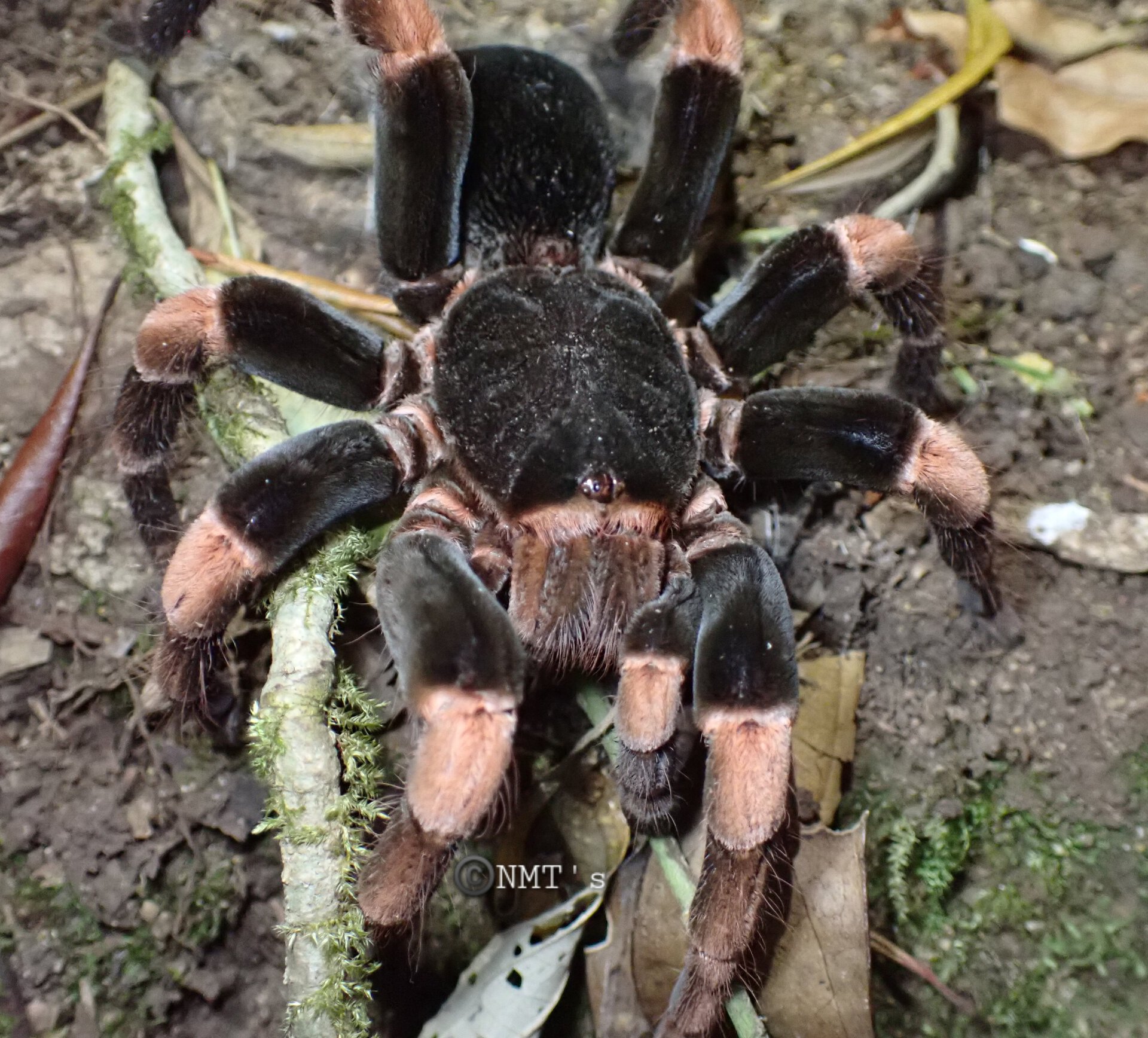 0.1 Abdomegaphobema mesomelas in situ