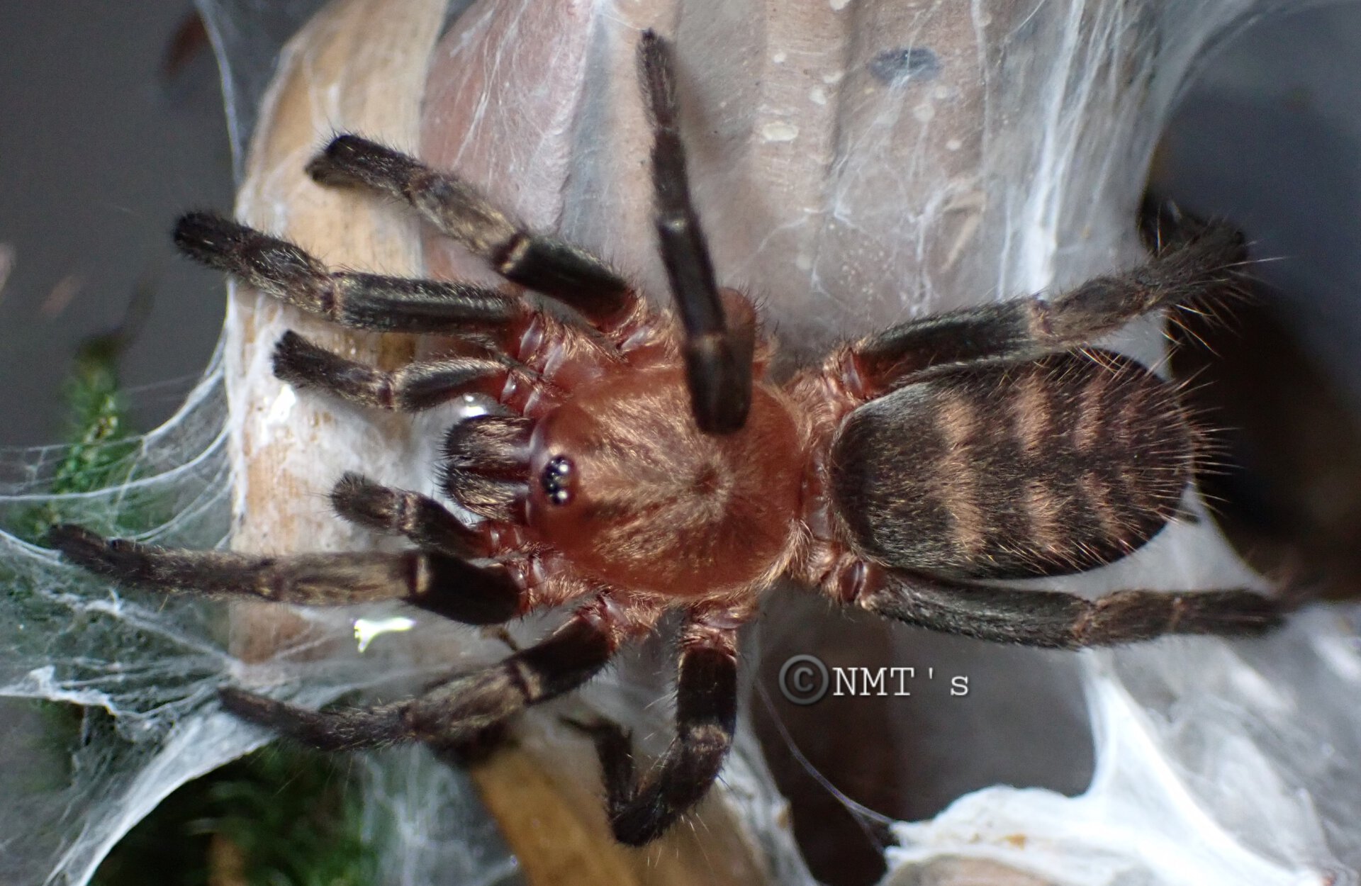 0.1 Acanthogonatus pissi - 2.125" DLS