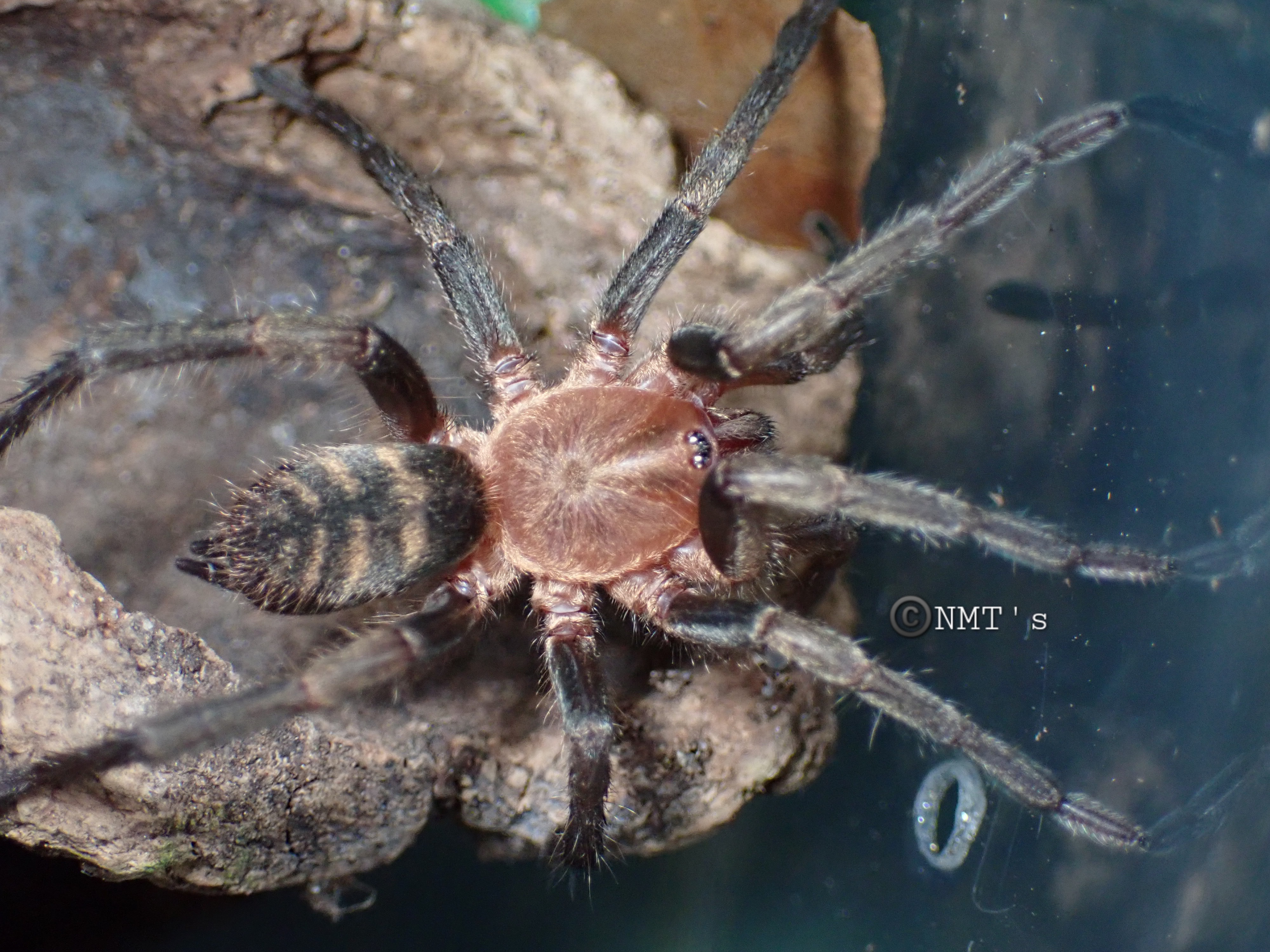 0.1 Acanthogonatus pissii - 2.5" DLS