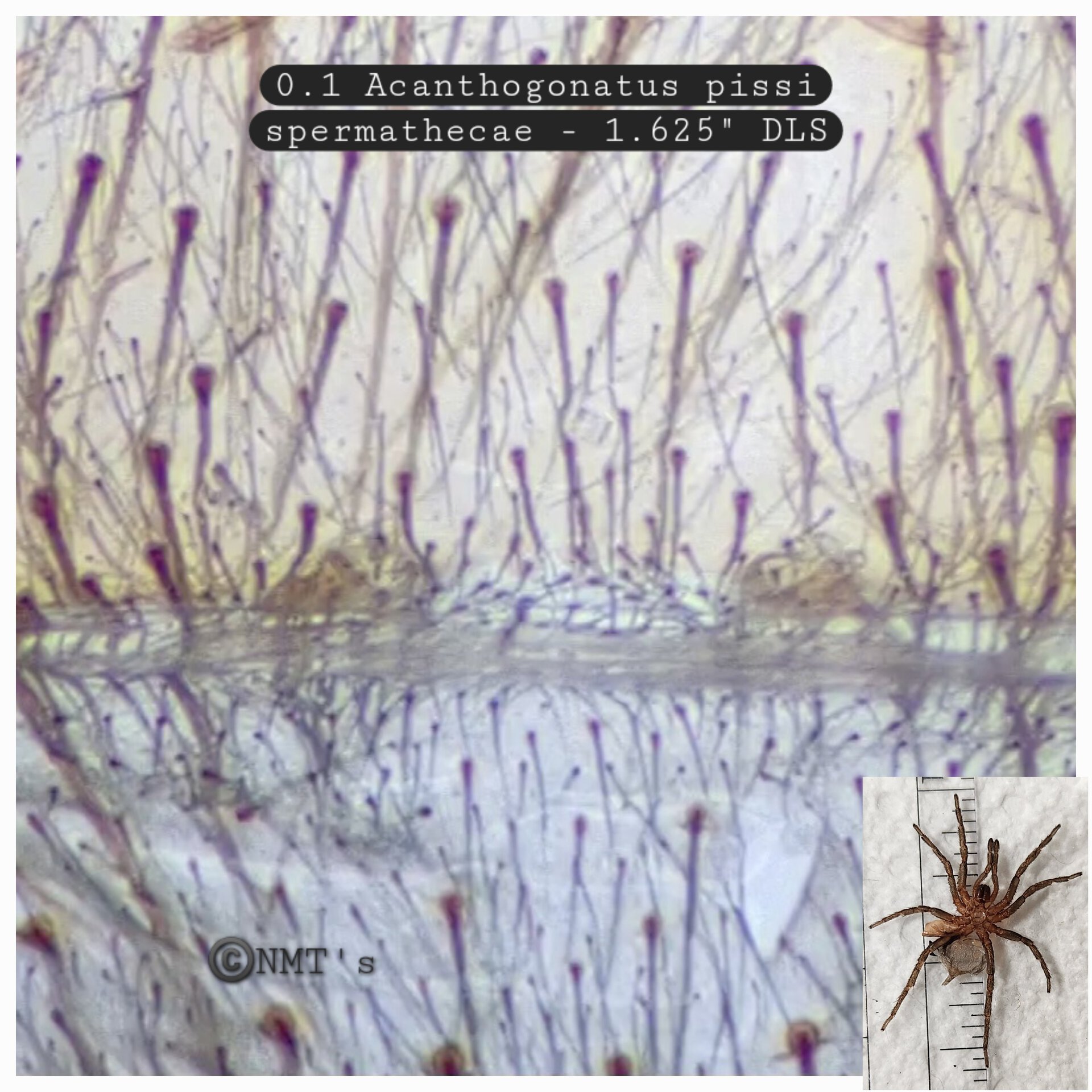 0.1 Acanthogonotus pissi - 1.625" DLS