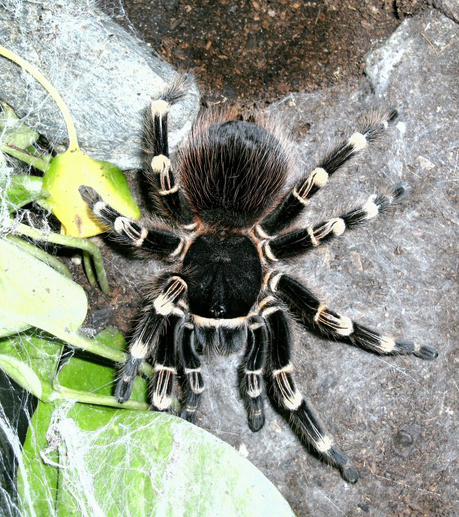 0.1 Acanthoscurria Geniculata ♀️ adult(9 years)