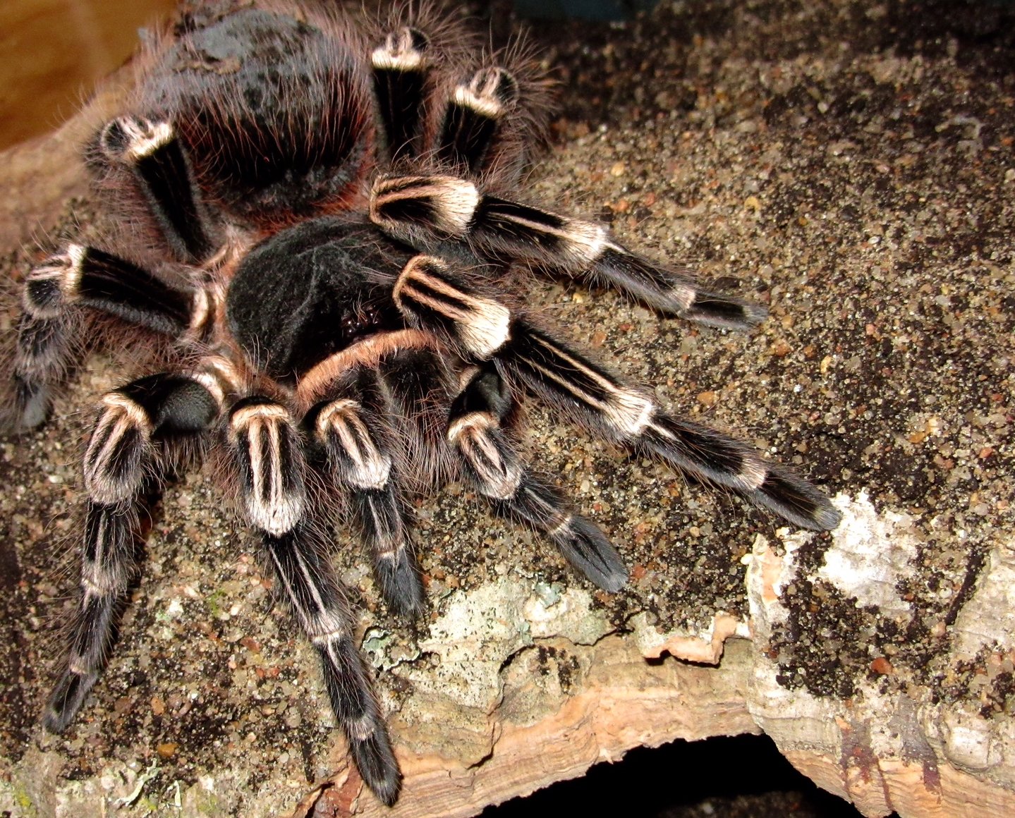 0.1 Acanthoscurria geniculata