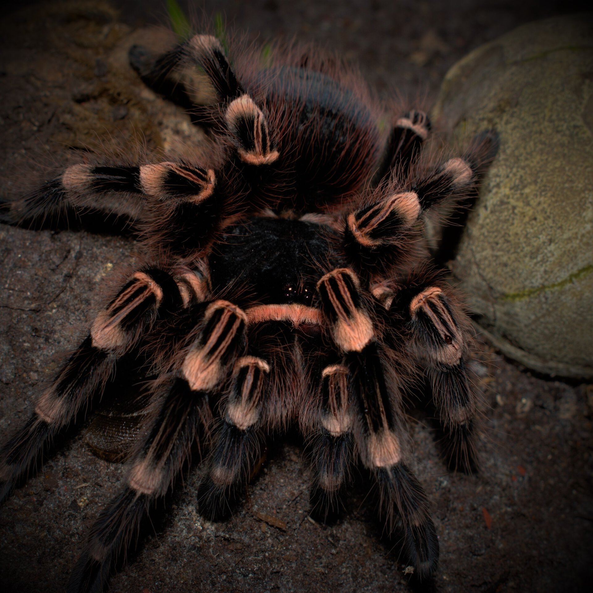 0.1 Acanthoscurria geniculata