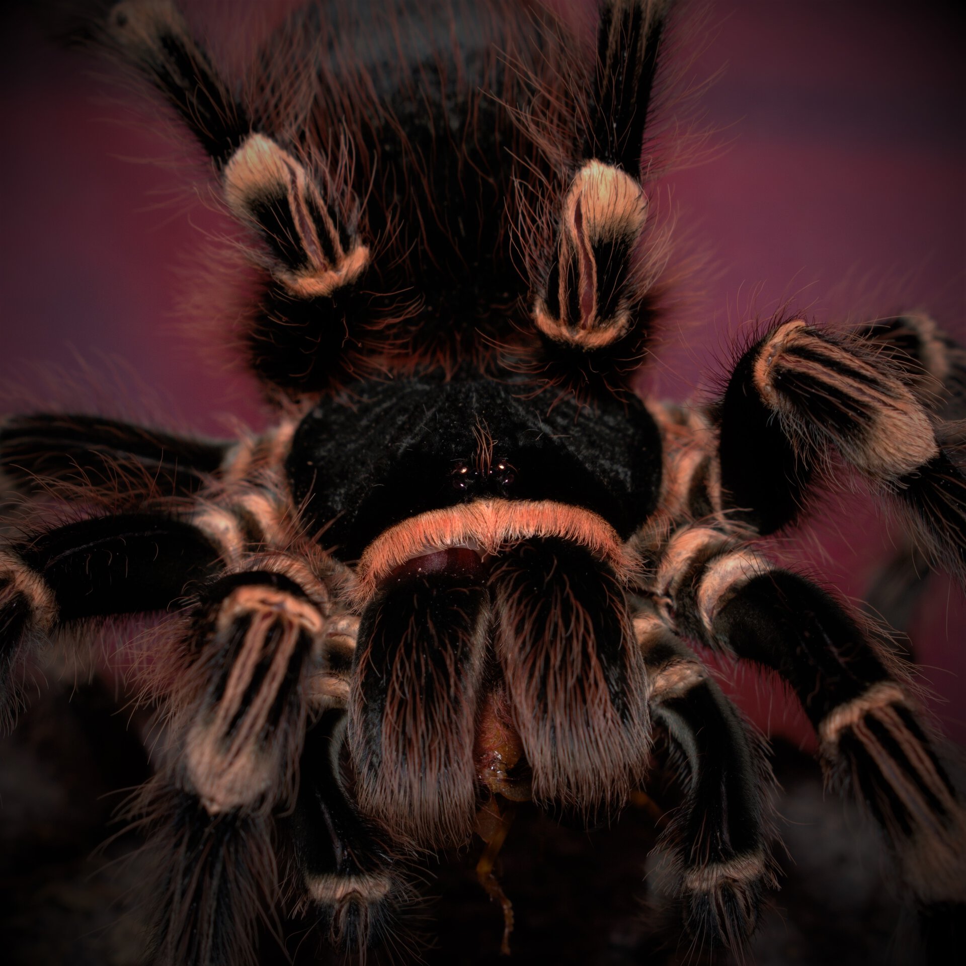 0.1 Acanthoscurria geniculata