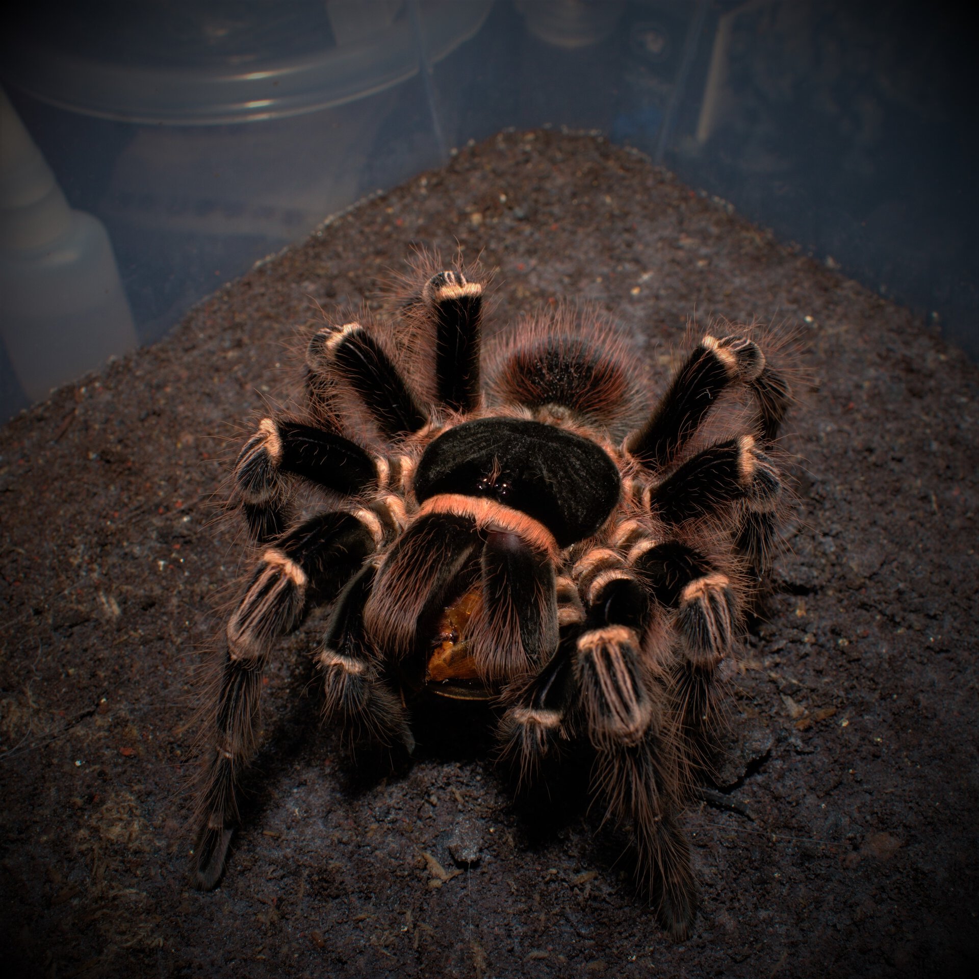 0.1 Acanthoscurria geniculata