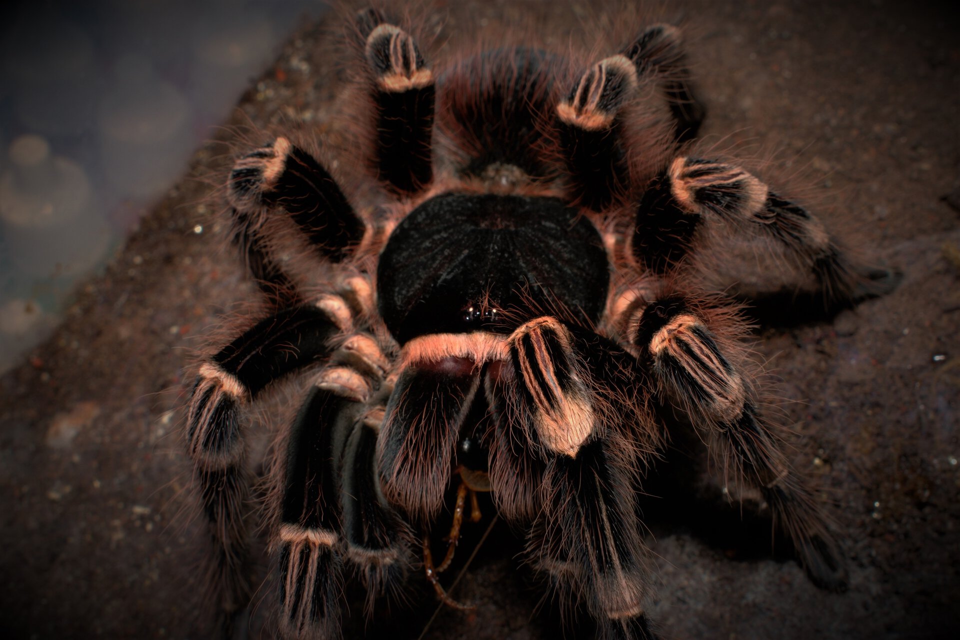 0.1 Acanthoscurria geniculata