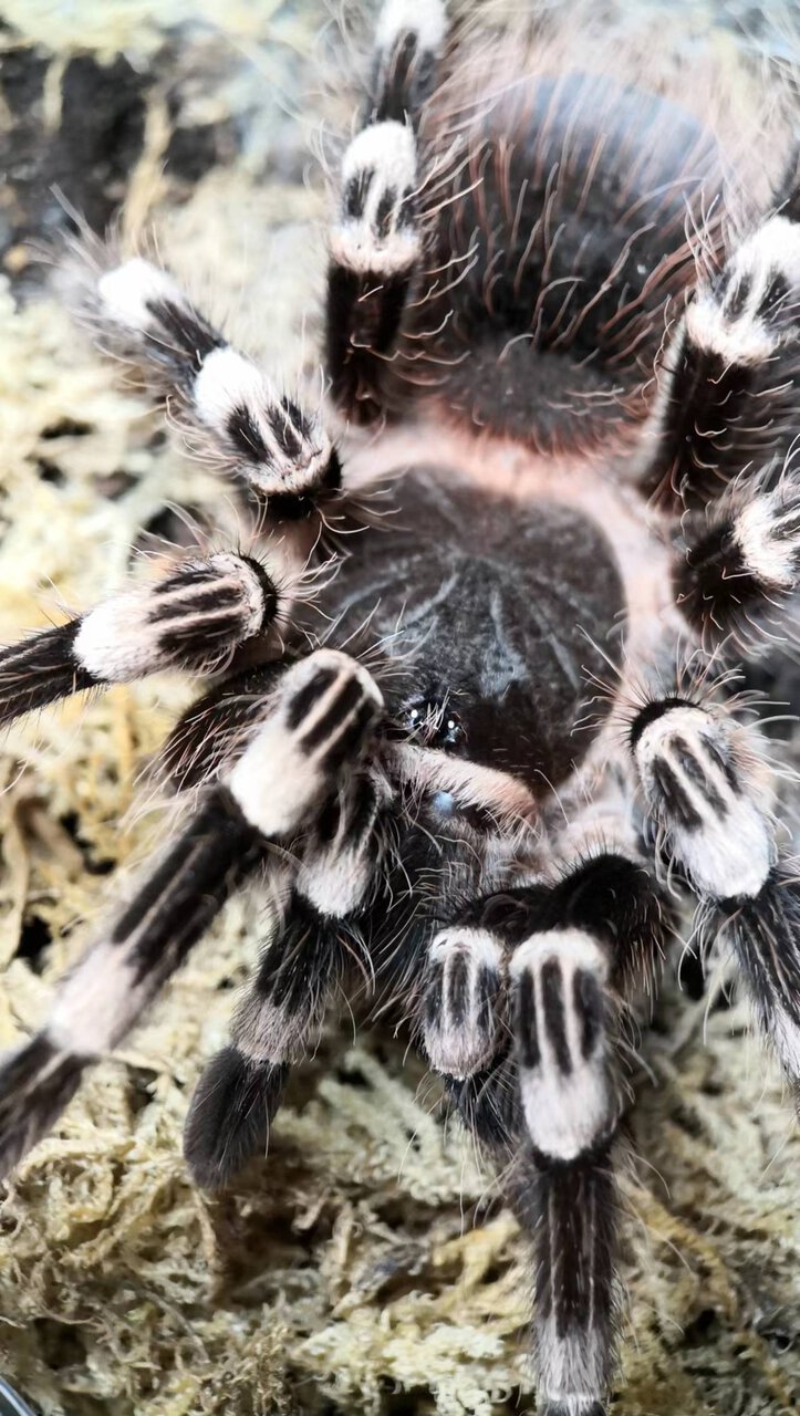 0.1 Acanthoscurria geniculata