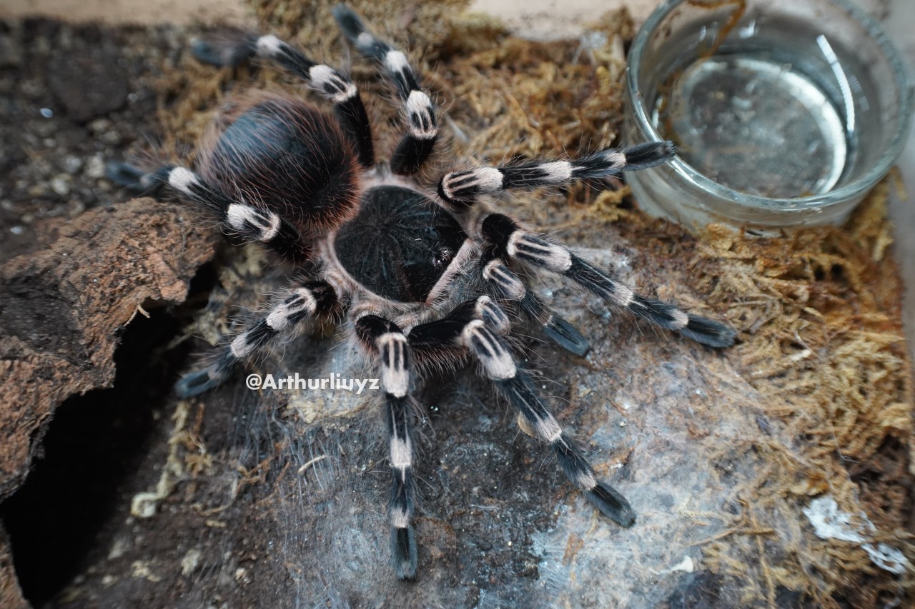 0.1 Acanthoscurria geniculata