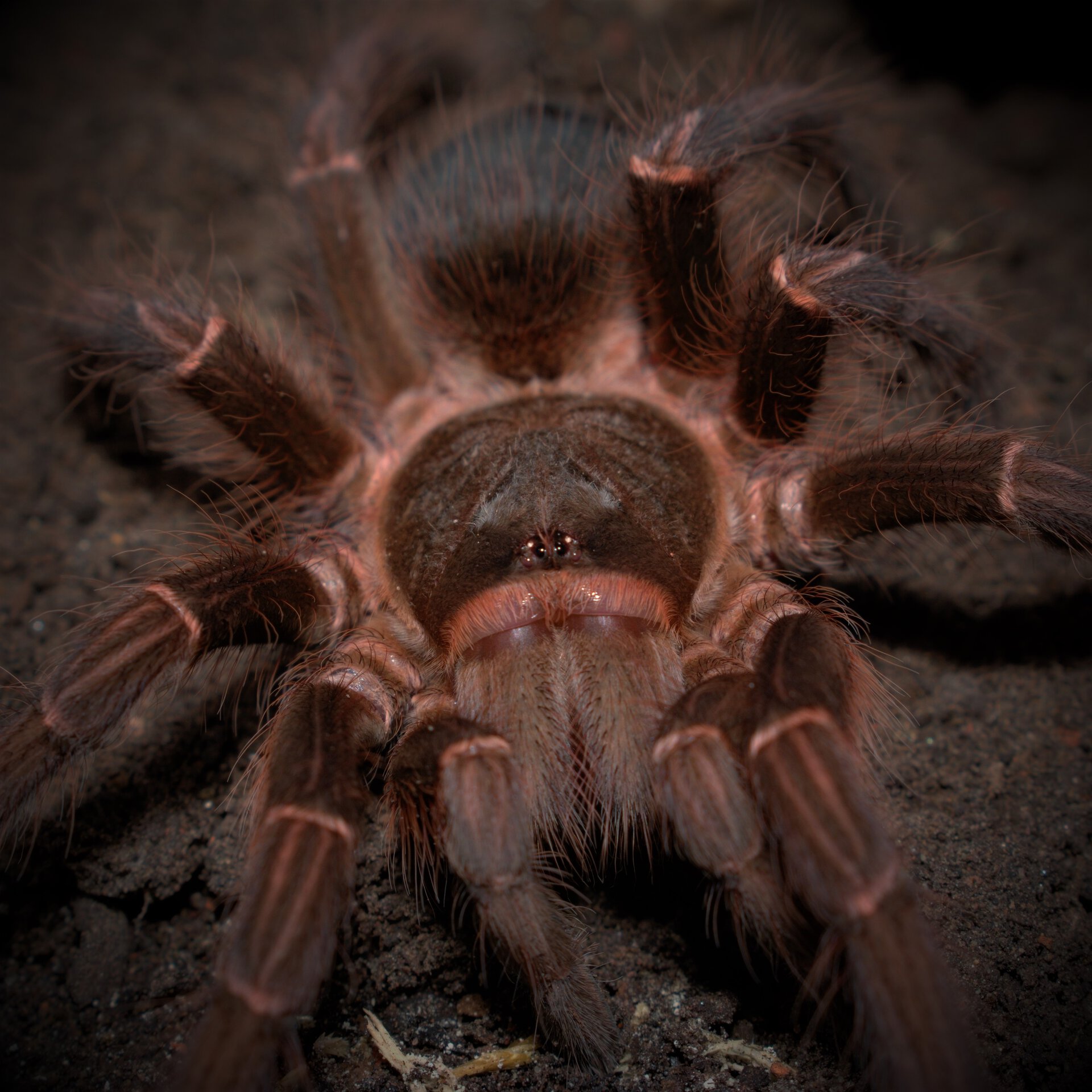 0.1 Acanthoscurria musculosa
