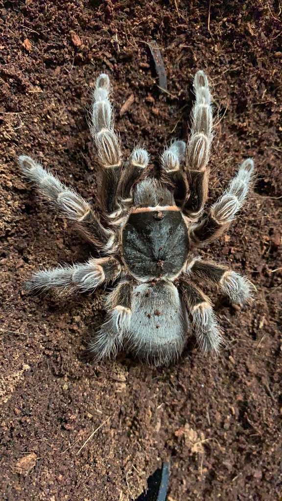 0.1 Acanthoscurria musculosa