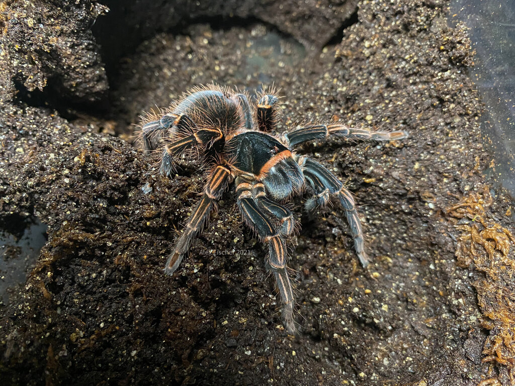 0.1 Acanthoscurria simoensi