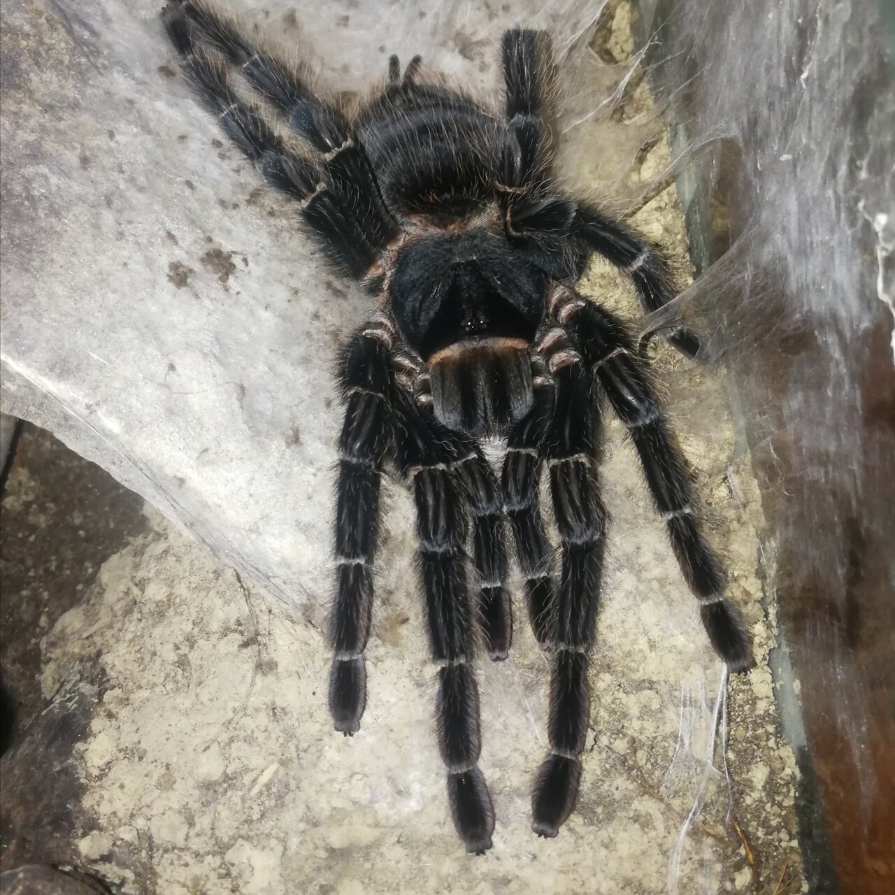 0.1 (AF) Lasiodora parahybana 8"+