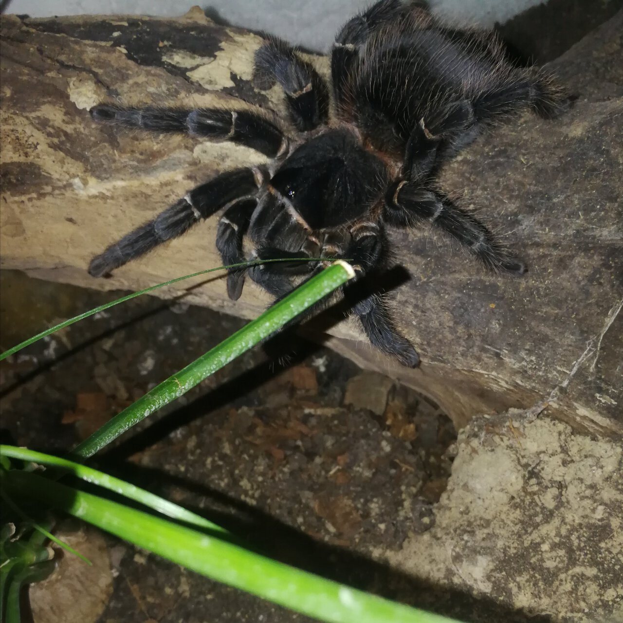 0.1 (AF) Lasiodora parahybana