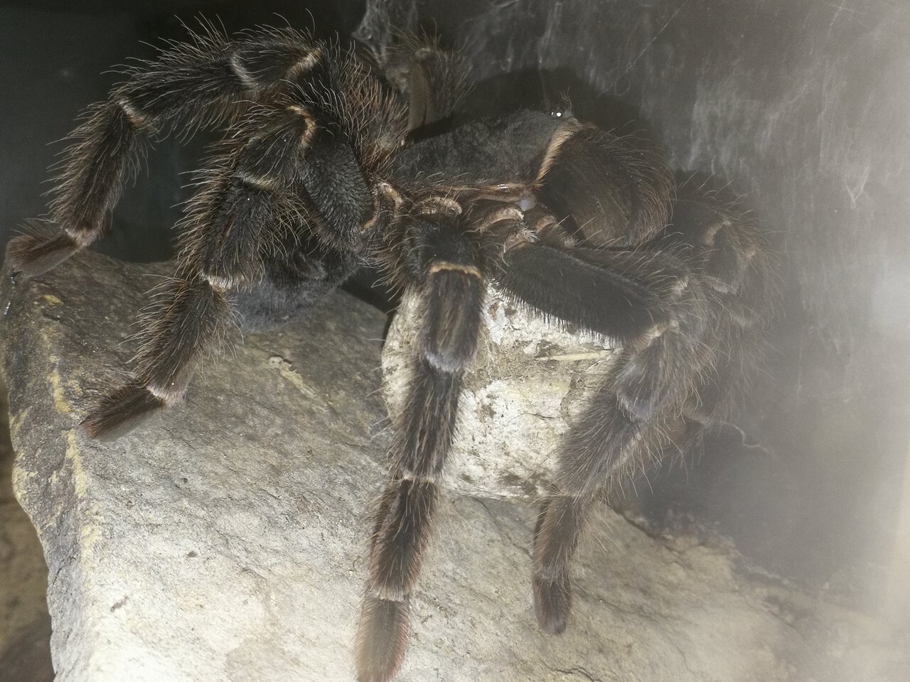 0.1 (AF) Lasiodora parahybana