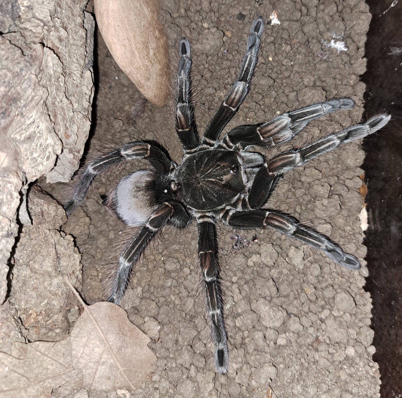 0.1 (AF) Pamphobeteus sp. 'Machala' 7"+