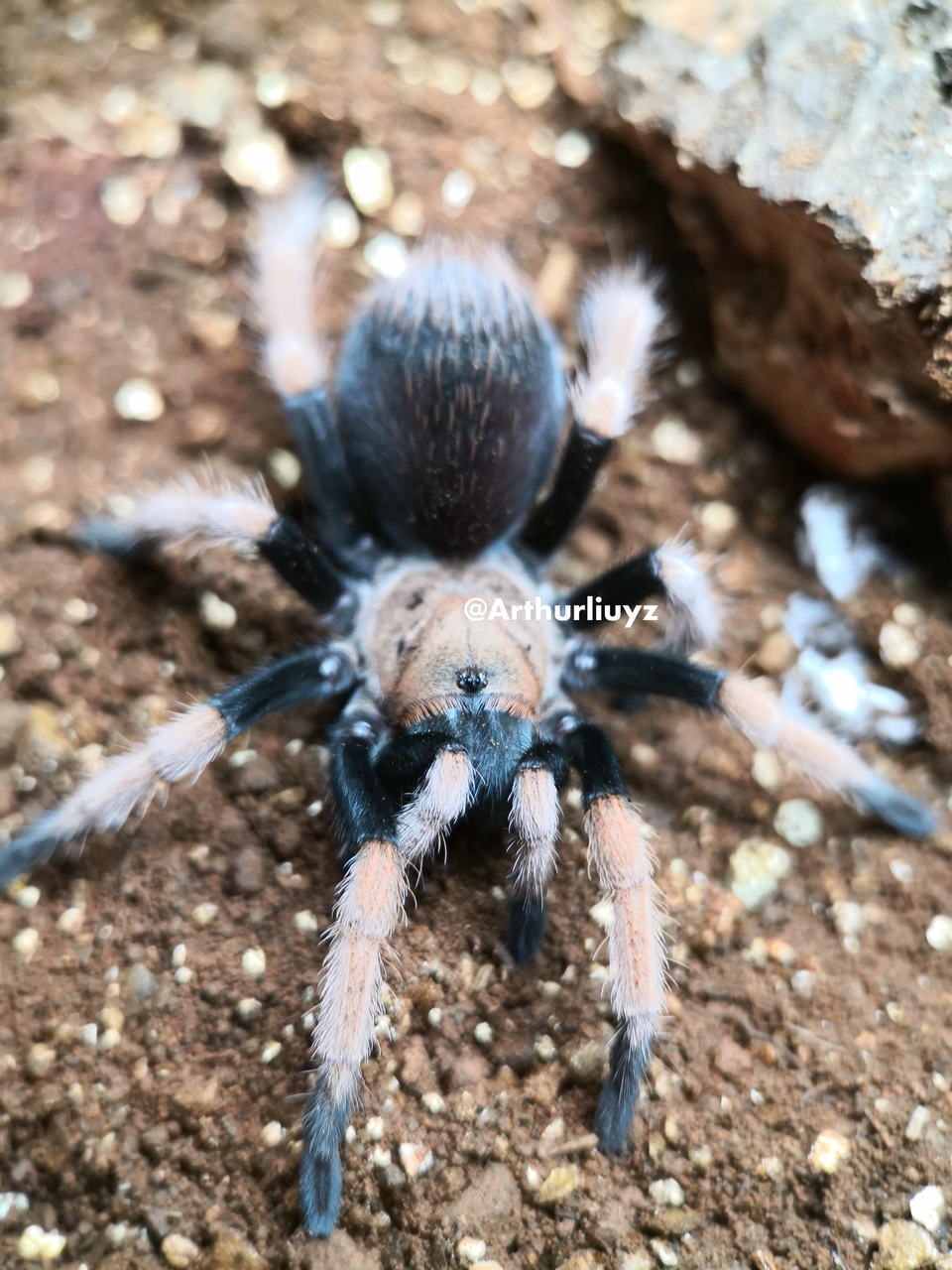 0.1 Aphonopelma bicoloratum