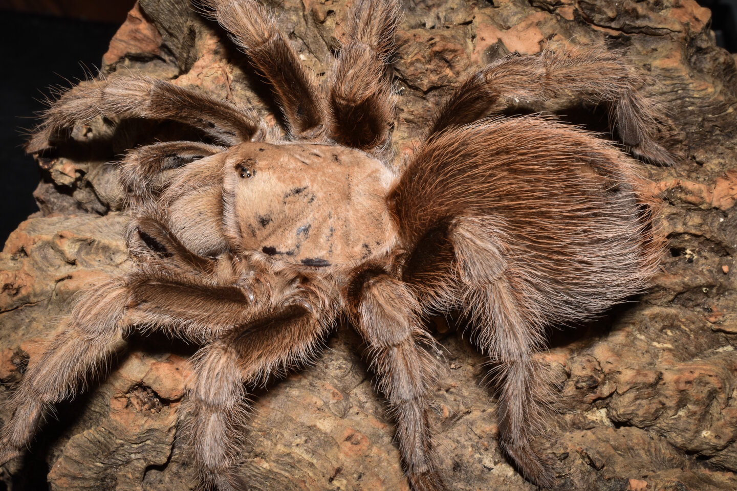 0.1 Aphonopelma chalcodes