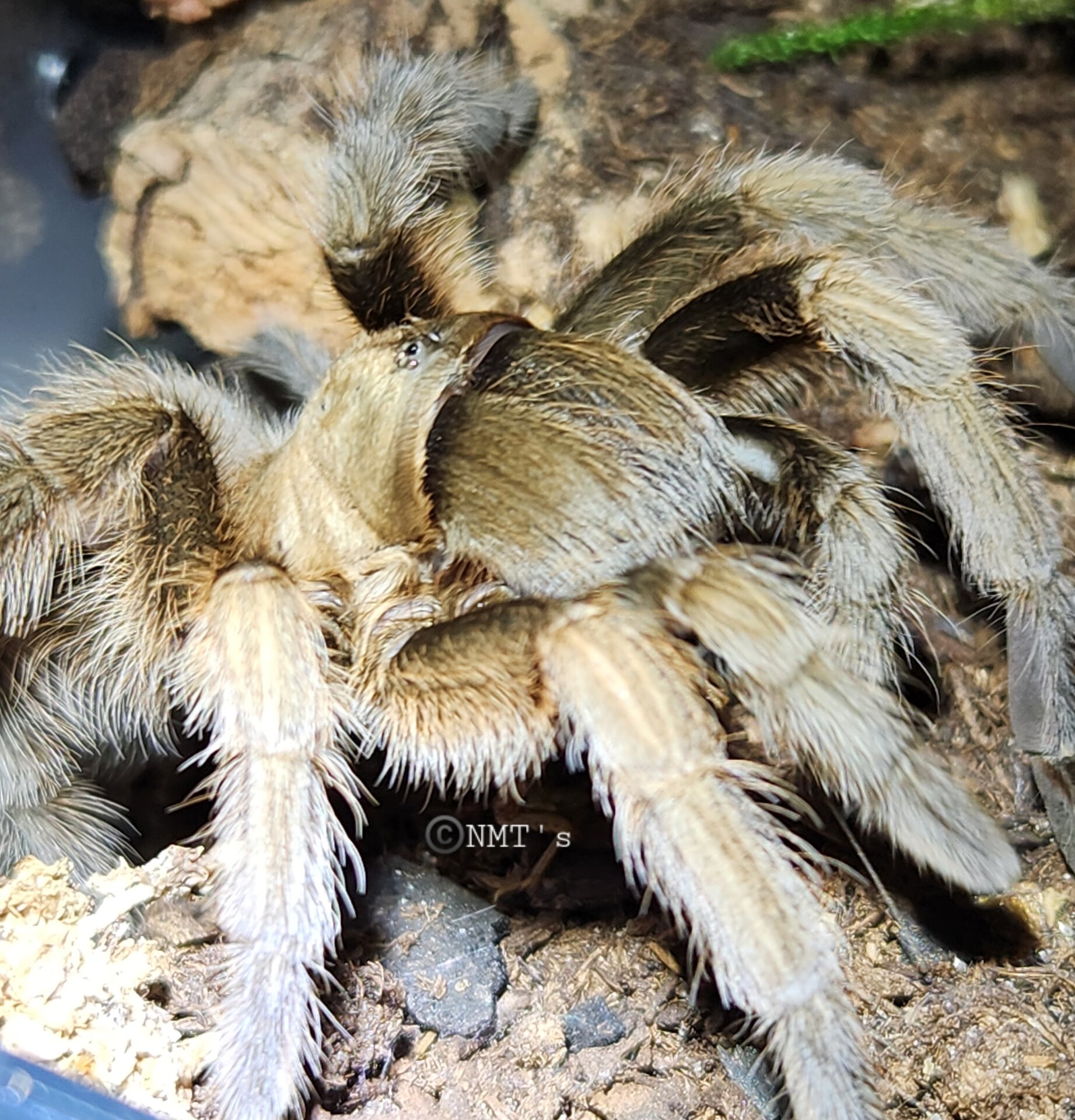 0.1 Aphonopelma gabeli - 4.75" DLS