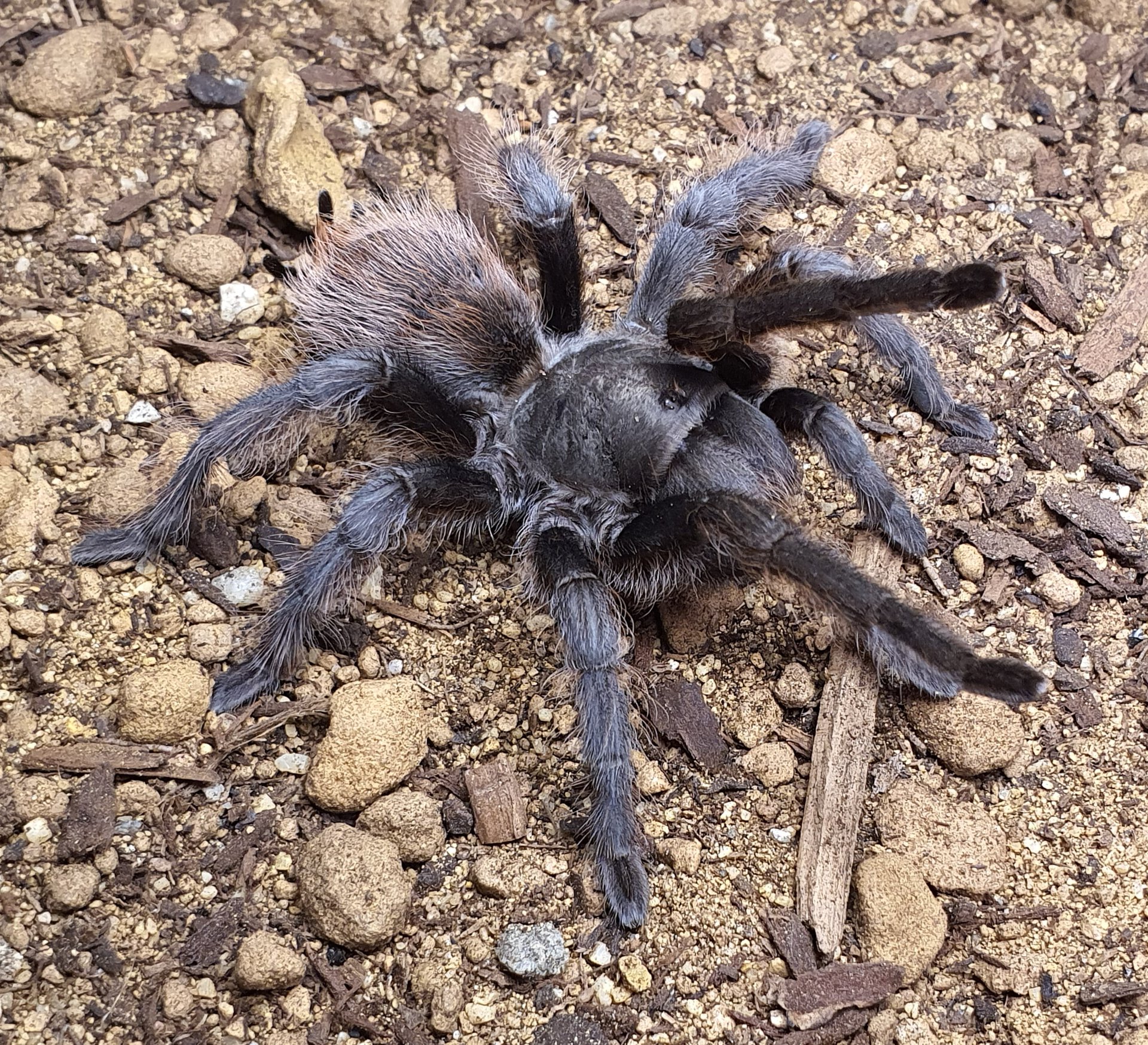 0.1 Aphonopelma marxi