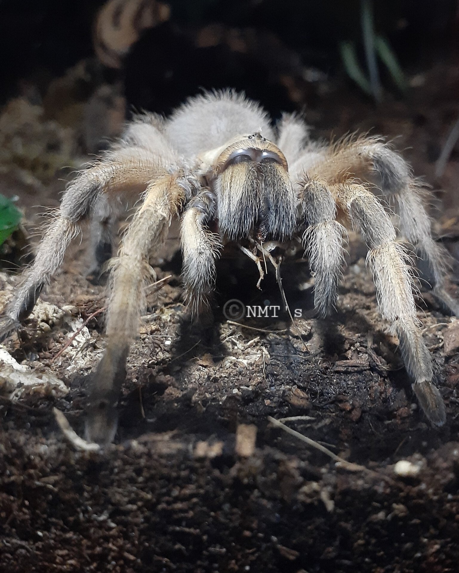 0.1 Aphonopelma moderatum - Dinnertime!