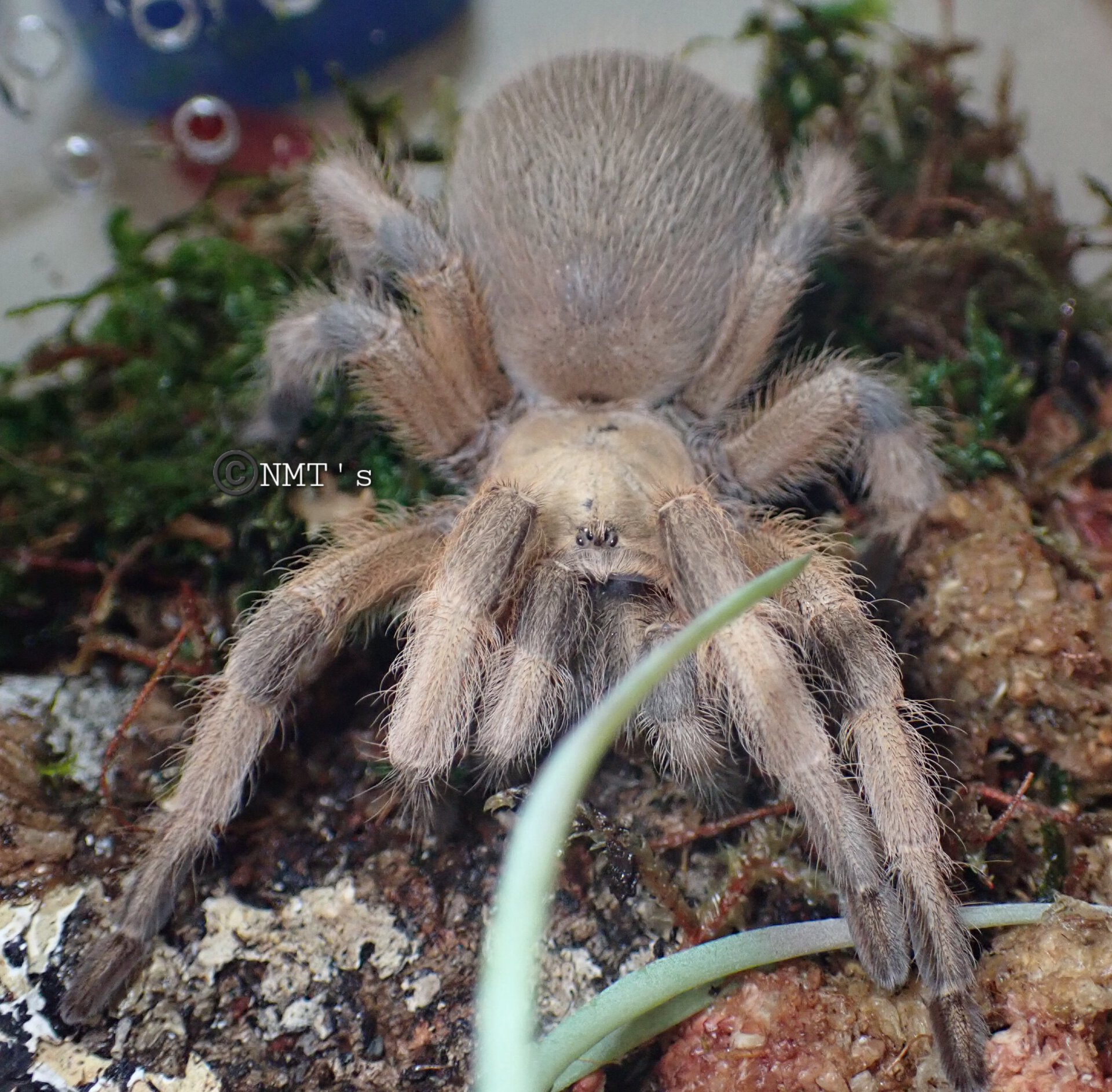 0.1 Aphonopelma moderatum (Luna)