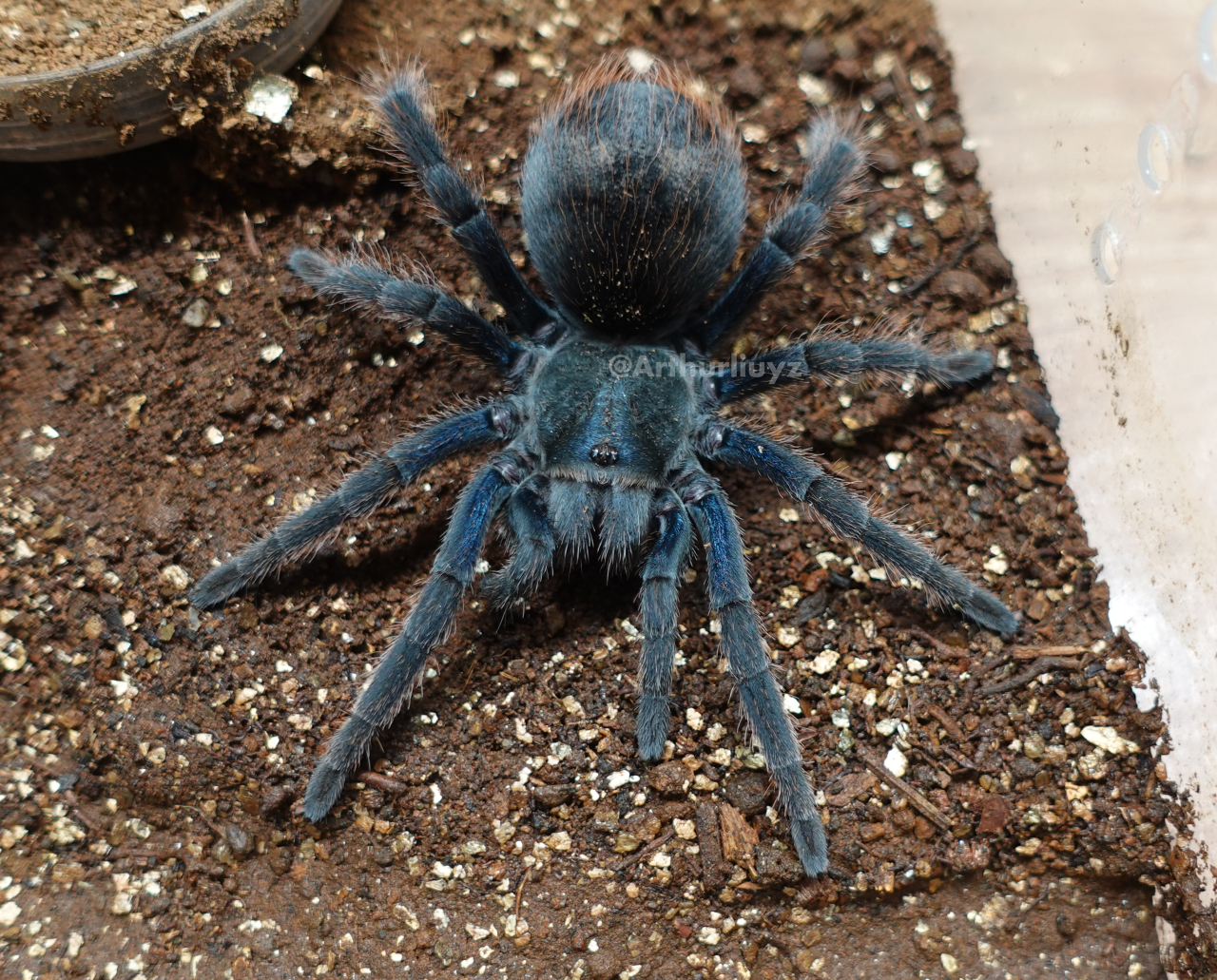 0.1 Aphonopelma mooreae