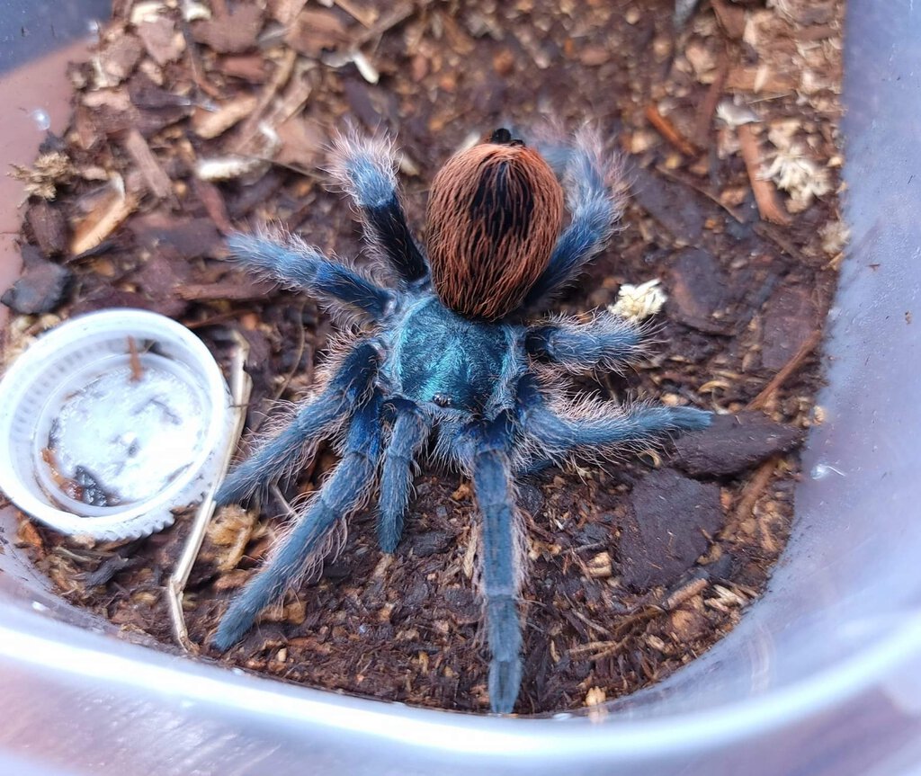 0.1 Aphonopelma mooreae