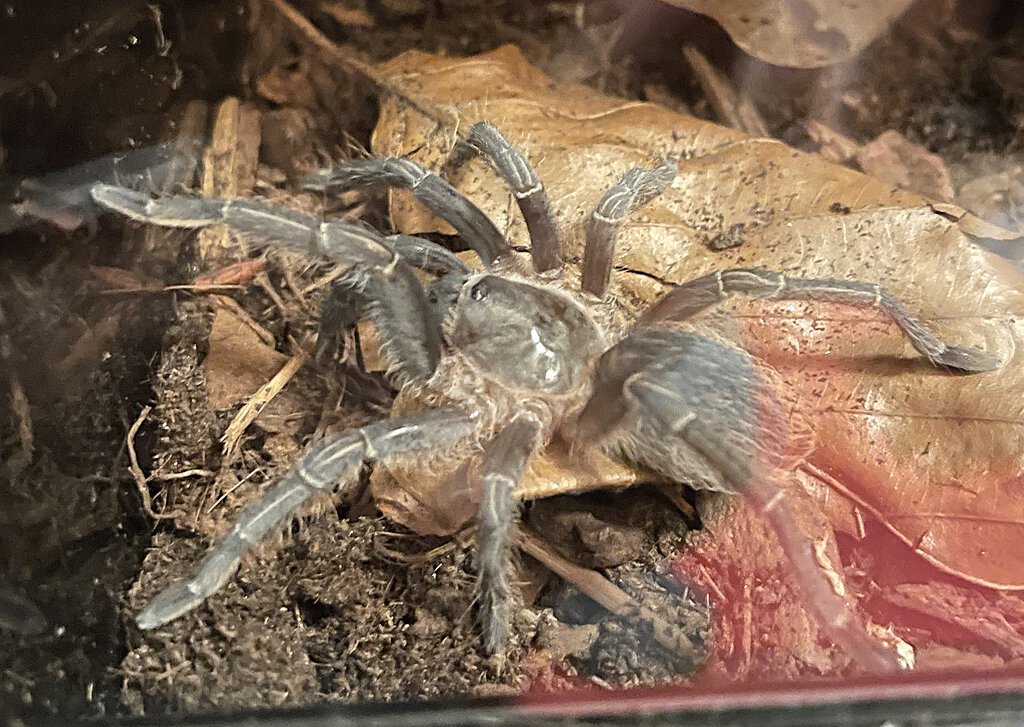 0.1 Aphonopelma seemanni juvie