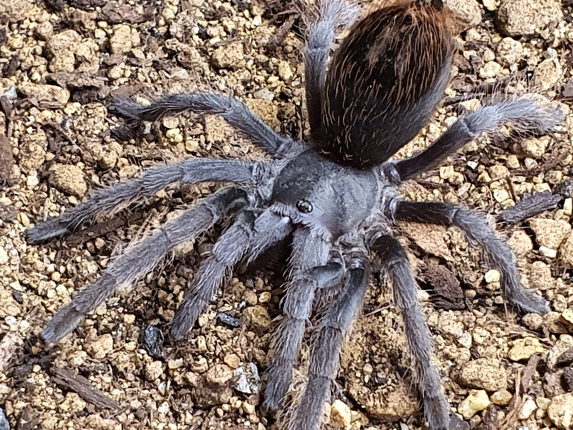 0.1 Aphonopelma sp nov