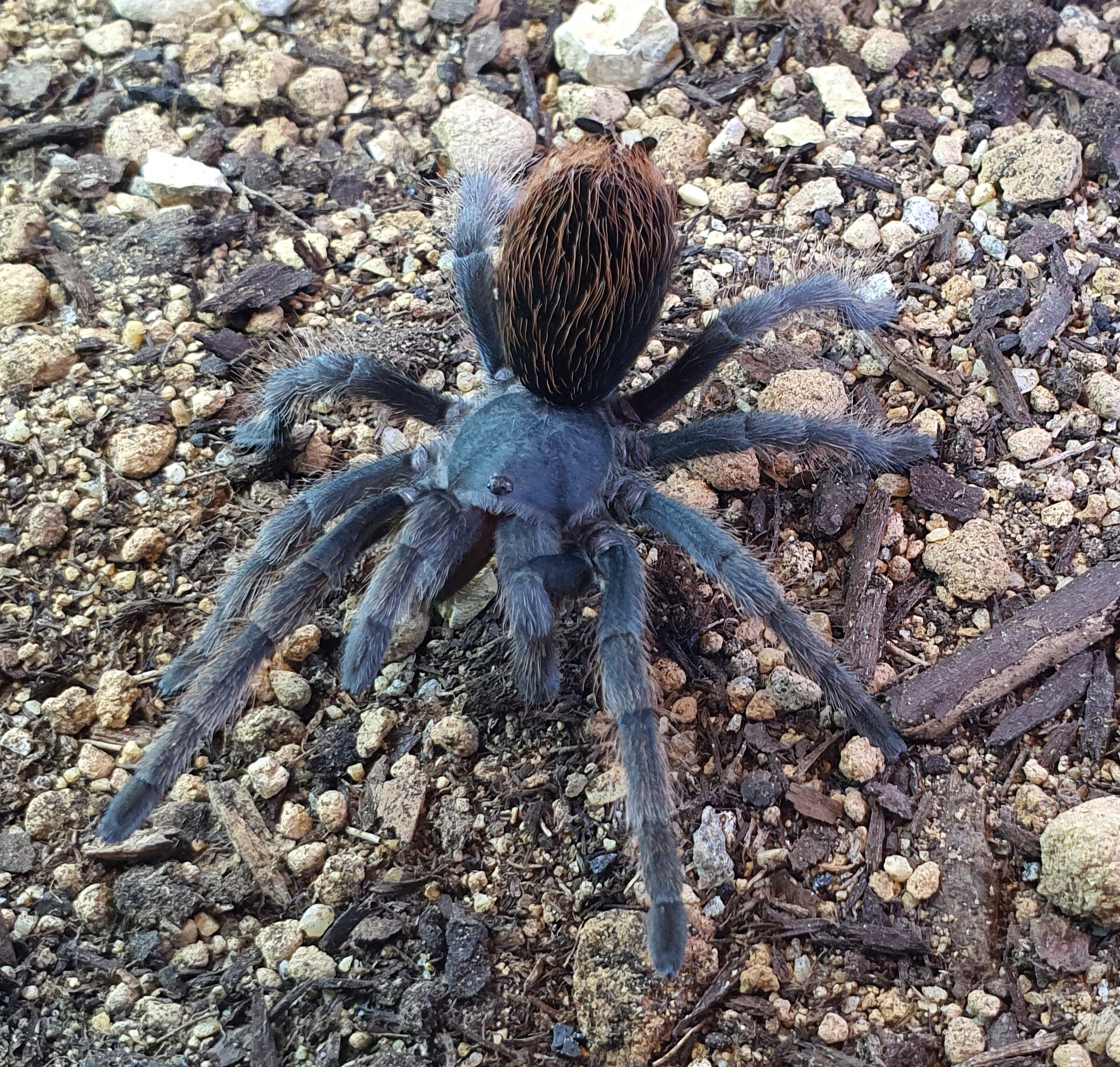 0.1 Aphonopelma sp. nov