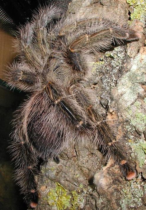 0.1 Avicularia Aurantiaca