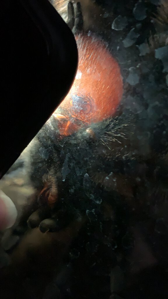 0.1 Avicularia avicularia M#1