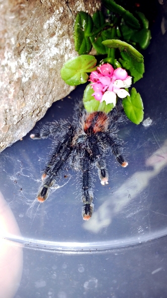 0.1 Avicularia avicularia